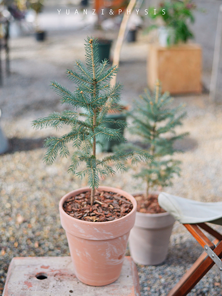 physis一棵蓝色的树蓝粉室外云杉 券后153元包邮