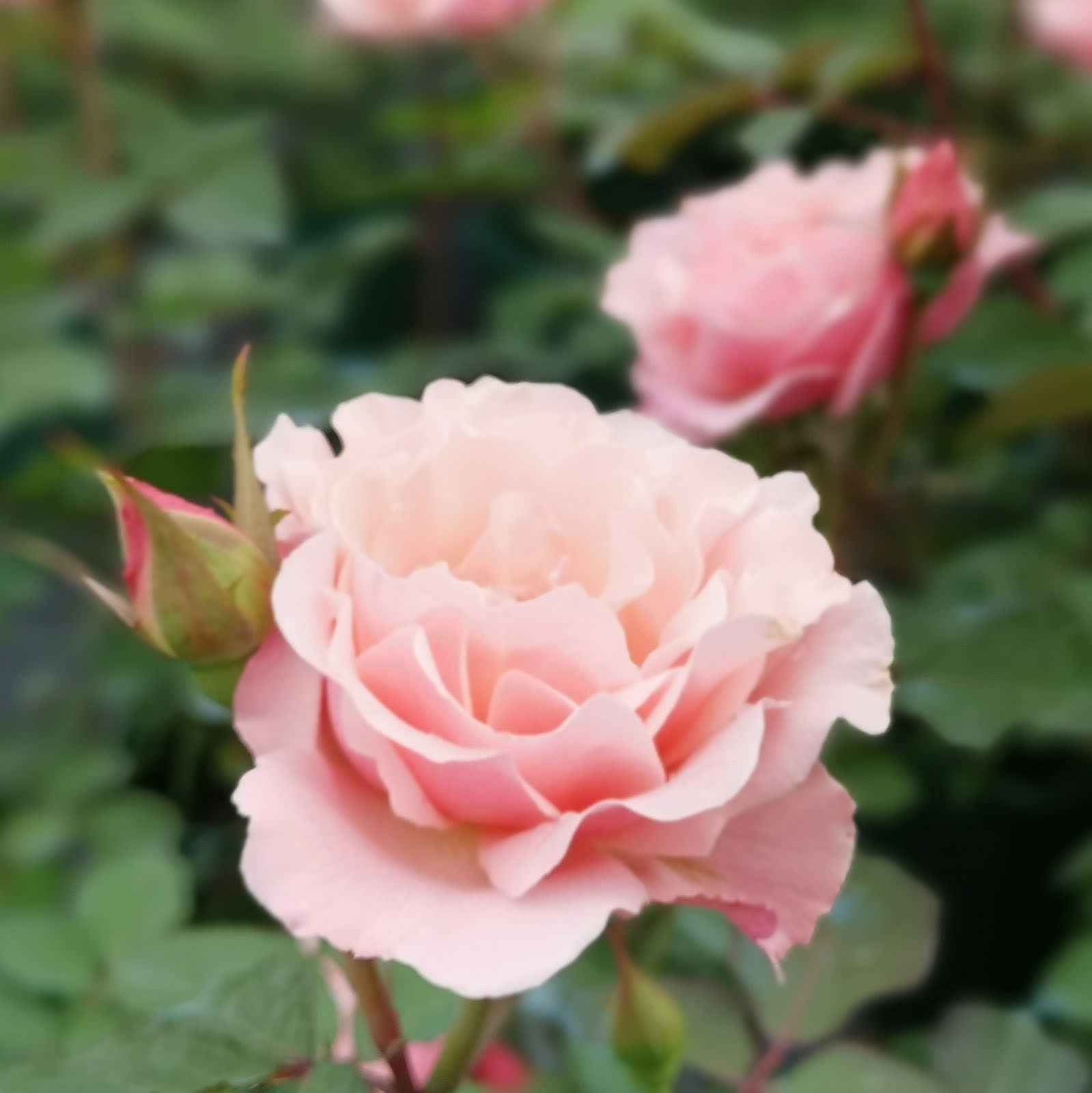 日本渐变色波浪卷边月季花苗盆栽当年开花单花期长 达芙妮 老园丁