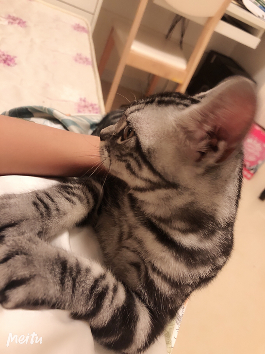 #精品宠物猫#正规猫舍购买，四个多月小公猫，美短，很亲人，三