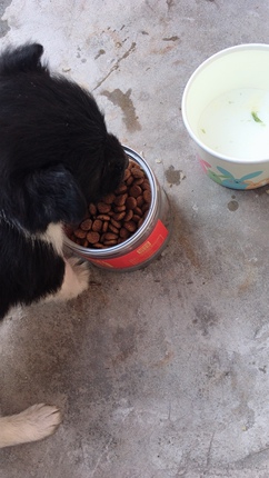 使用评价卡莉狗粮有过的说下怎么样体验使用半年感受