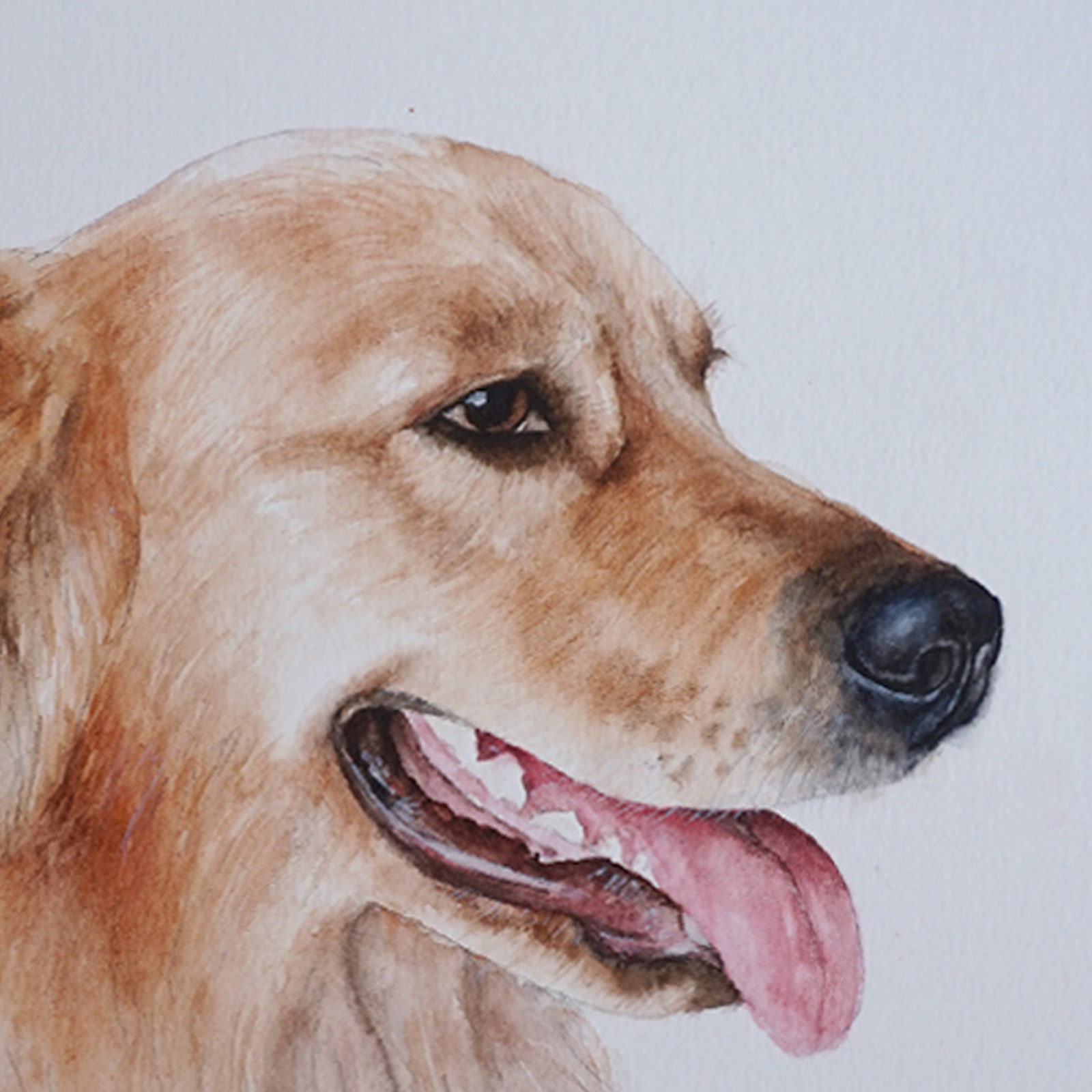 王玉伟《金毛》纸本水彩送装裱