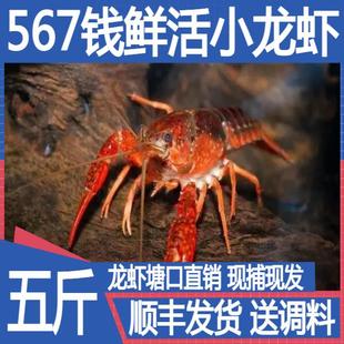 鲜活 小龙虾五斤567钱活虾特大盱眙新鲜稻田虾清水虾青虾红虾顺丰