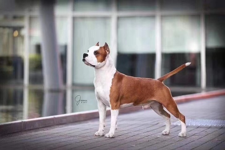 斯塔福幼犬出售，我家母狗是结构的后代，悟空的侄女，搭配杰瑞的