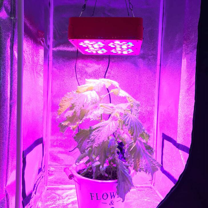 Apollo阿波罗LED植物灯补光全光谱外贸出口LED植物