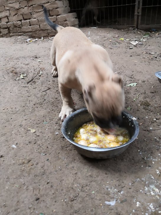 出售恶霸幼犬公一条喜欢的联系。