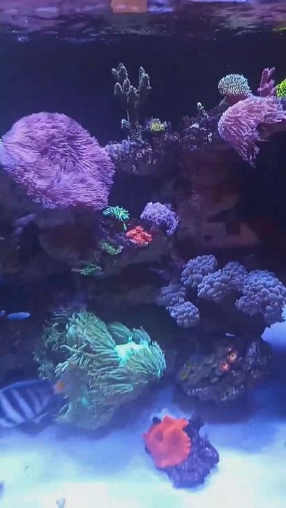 免费送鱼缸鱼缸海缸海水鱼珊瑚珊瑚缸。蛋分。k7灯。鱼缸