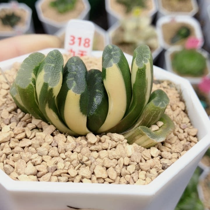 德田猛犸玉扇多肉植物十二卷四季易养办公桌阳台清新绿植趣味礼物