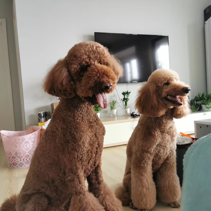 浙江杭州巨贵浙江巨型贵宾犬巨型比熊犬进群