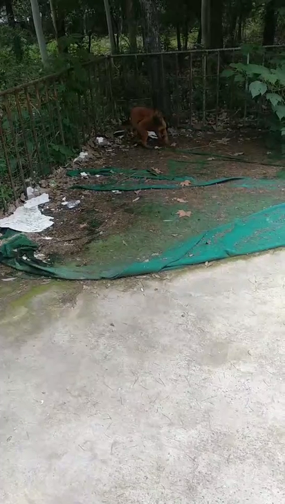 马犬