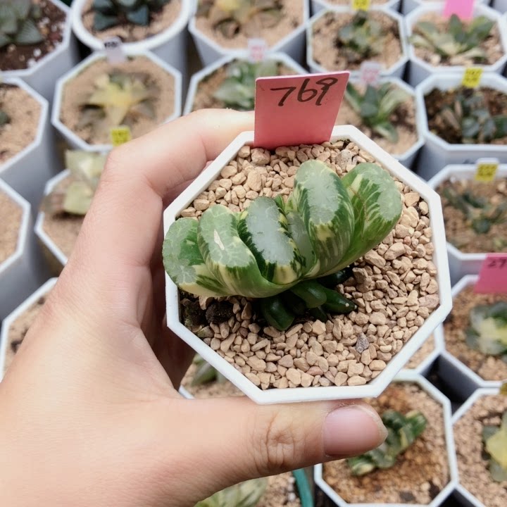 北斋玉扇一物一拍7cm根好2年植株多肉植物