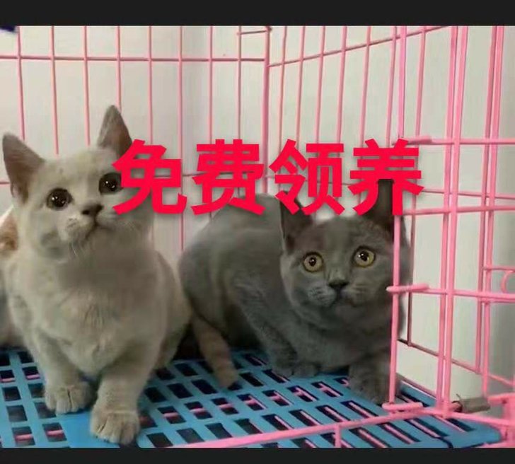 免费无偿领养狗狗猫猫咪赠送