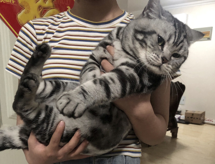 有偿领养虎斑小猫8月20号早上刚出生的前五张是猫爸虎