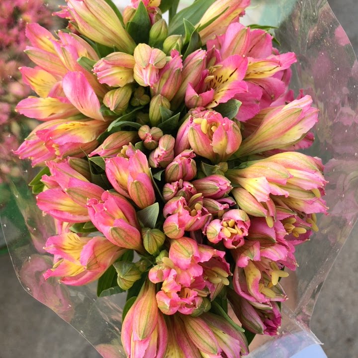 深粉色六初(水仙百合)1把10支左右,满2个订单起包邮