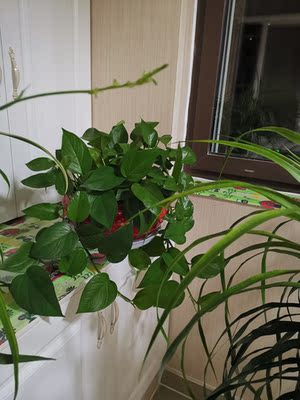 点评<说说>斯林百兰床垫怎么样，质量好不好呢？为什么这么火