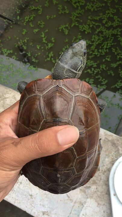 草龟红壳田黄刀刻细纹母草