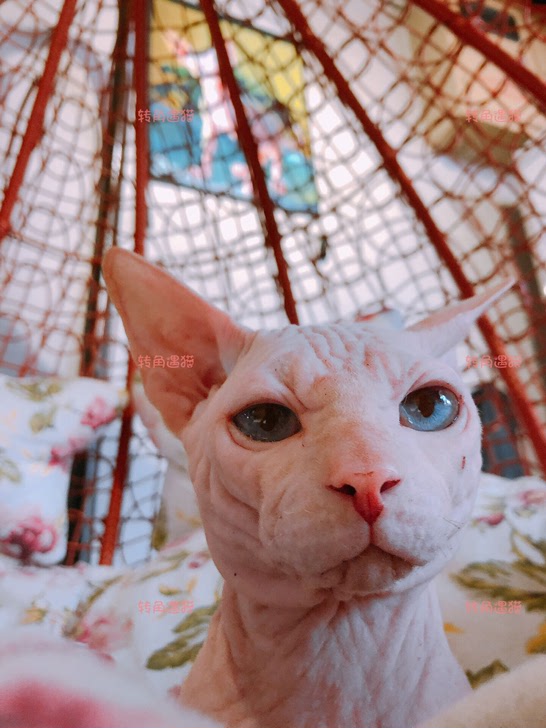 加拿大无毛猫借配配种可出售2018年7月生日白皮蓝眼