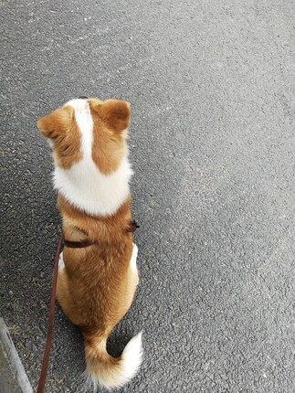 已经入手说说NOBLER狗粮到底怎么样呀?