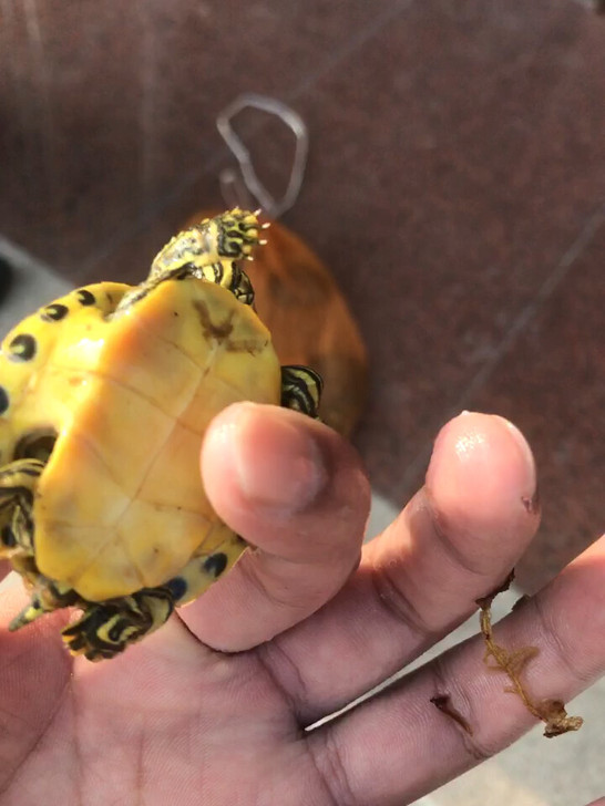 乌龟活物火焰龟吃菜龟