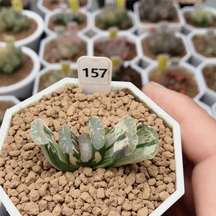 157号糊斑狮子舞玉扇多肉植物