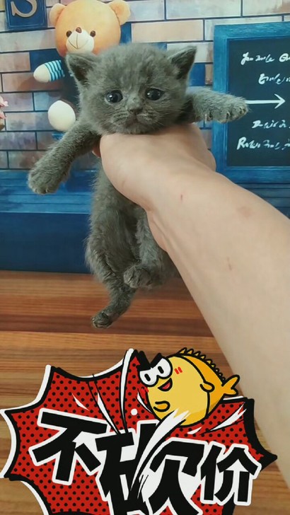 不是我吹牛！这个猫长大了会生小猫！