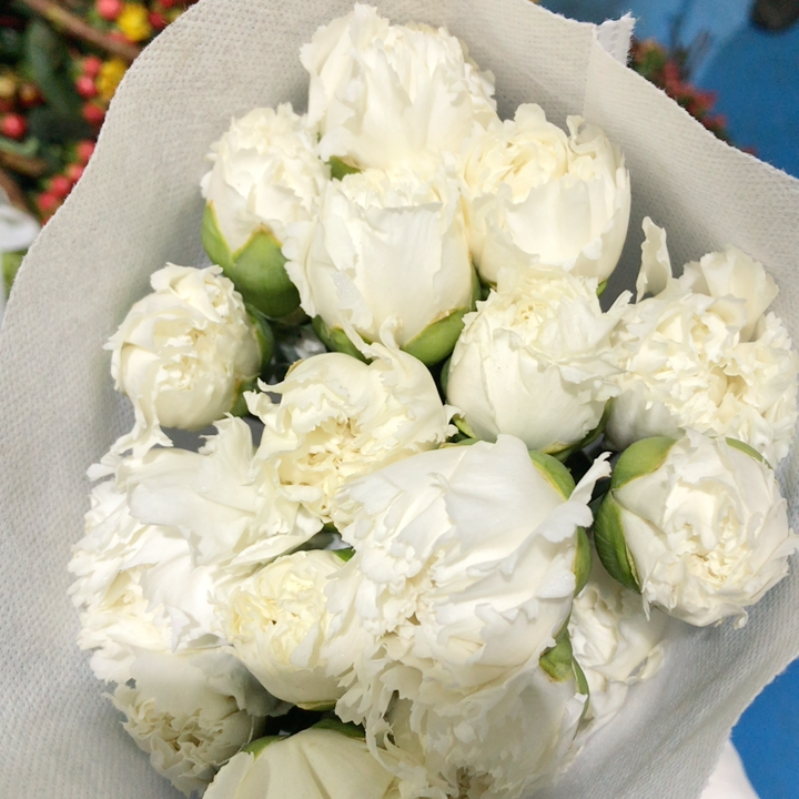 白色单头康乃馨20只左右,普通地区任意2个订单起包邮