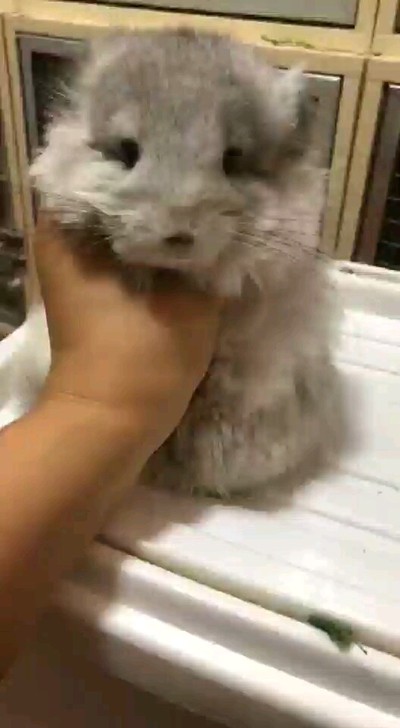 长毛龙猫