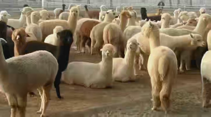 羊驼活物羊驼出售羊驼价格