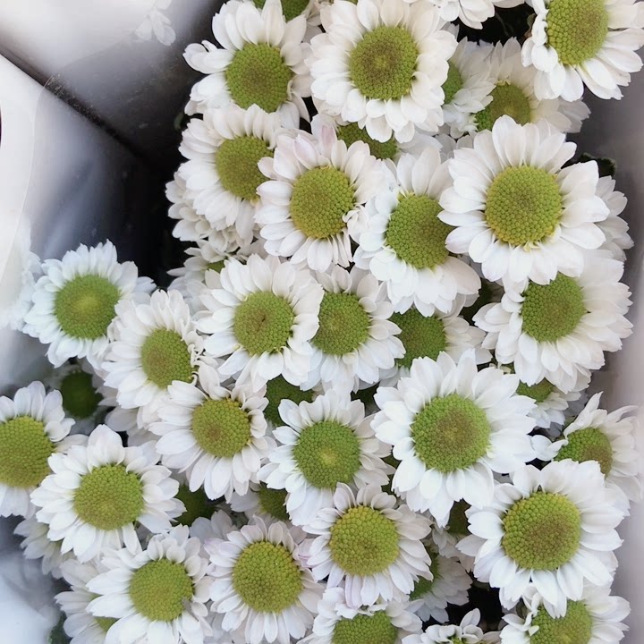 凯蒂白小雏菊1把10支左右,普通地区满3个订单起包邮