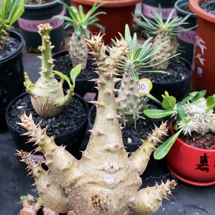 温莎瓶干多肉植物