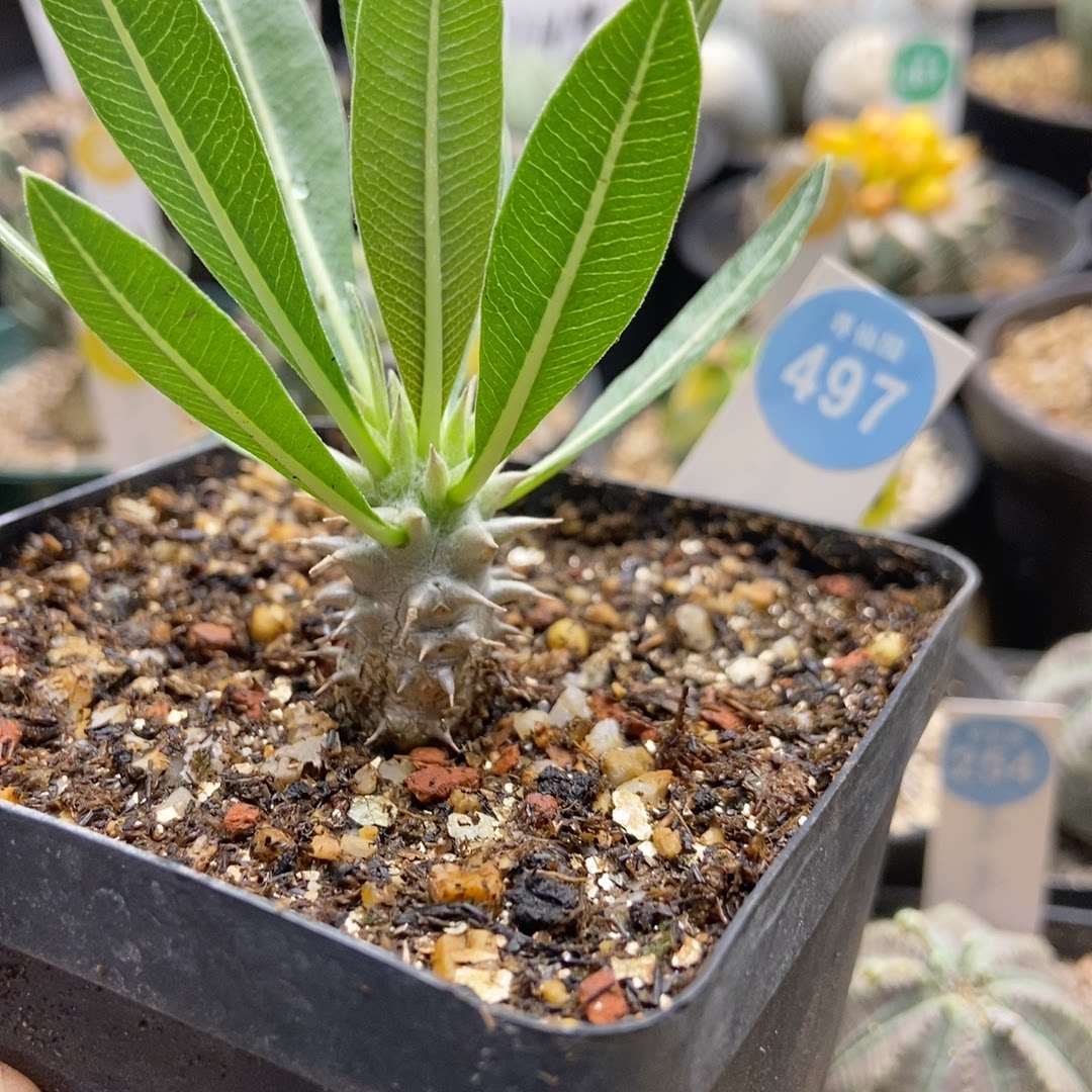 寻仙园实生象牙16cm多肉植物18寻仙园实生象牙宫16cm