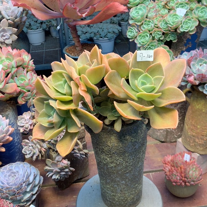 云南添彩多肉1217-140赫氏