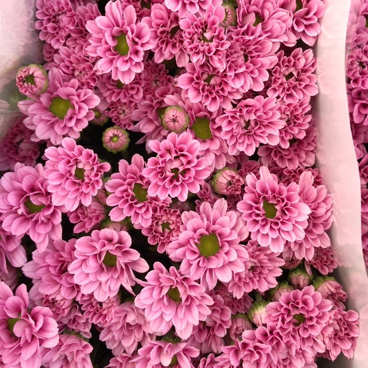 重瓣小粉小雏菊1把,普通地区任意2个订单起包邮