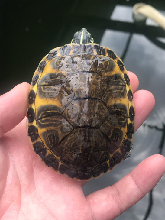 火焰龟纯冷水大翅膀碌有喜欢的吗