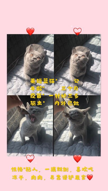 英短蓝猫包子脸公母都有低价