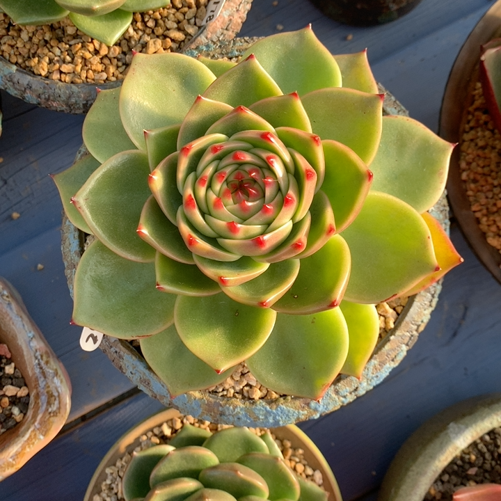 超级蓝龙龙大母本多肉植物