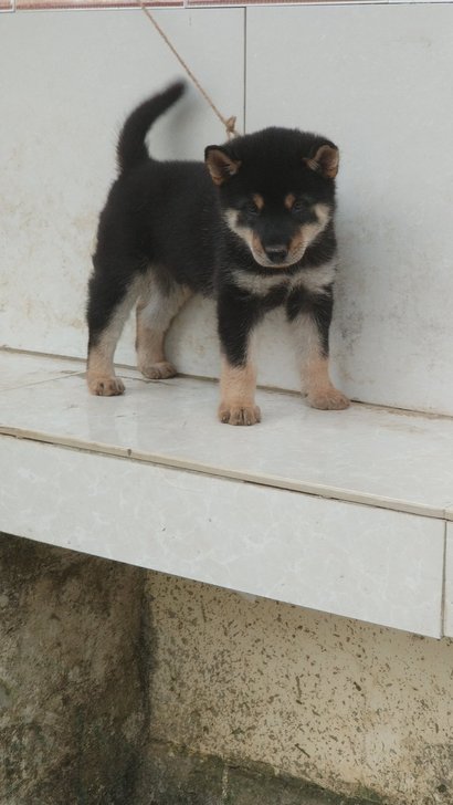 中华田园广西本土猎犬