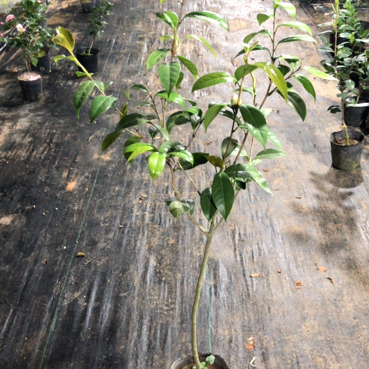 品种茶花汇黄的旋律高1米