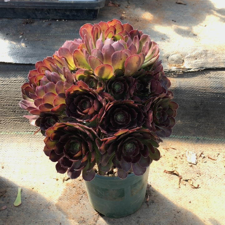 荷兰万圣夜圣夜多肉植物