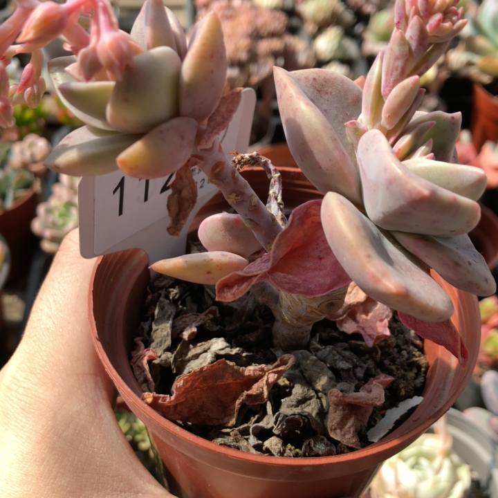 立乾多肉4月2日112旭鹤