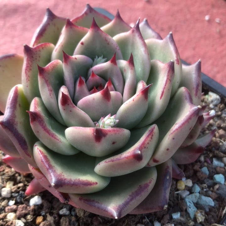 皮蛋多肉-特价促销-优惠券领取-价格|多少钱|什么牌子好-35优惠券网站