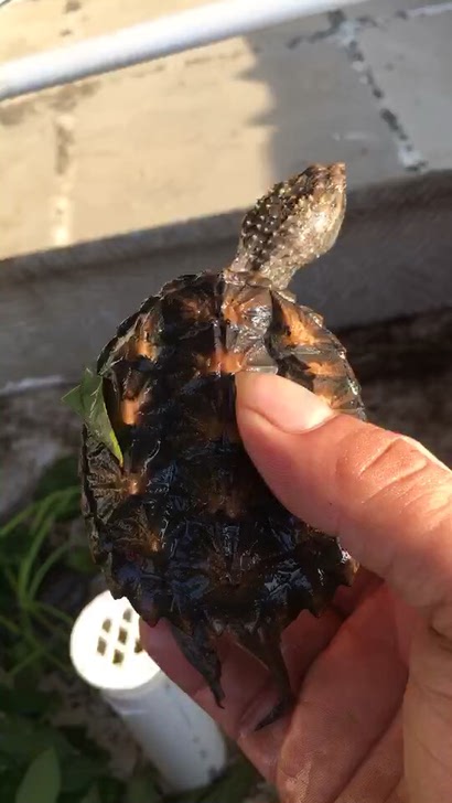 鳄鱼龟，自己家楼顶养殖杂佛鳄龟包全品包风险。标价只是