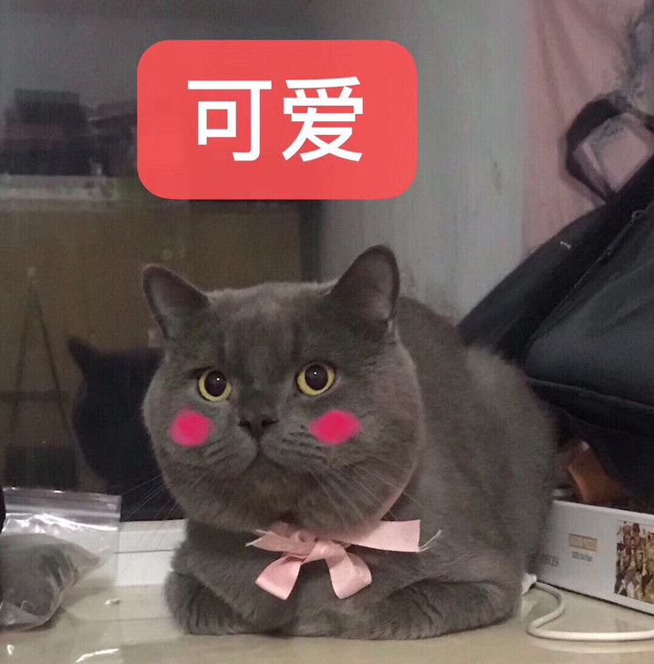 英短蓝猫免费借配