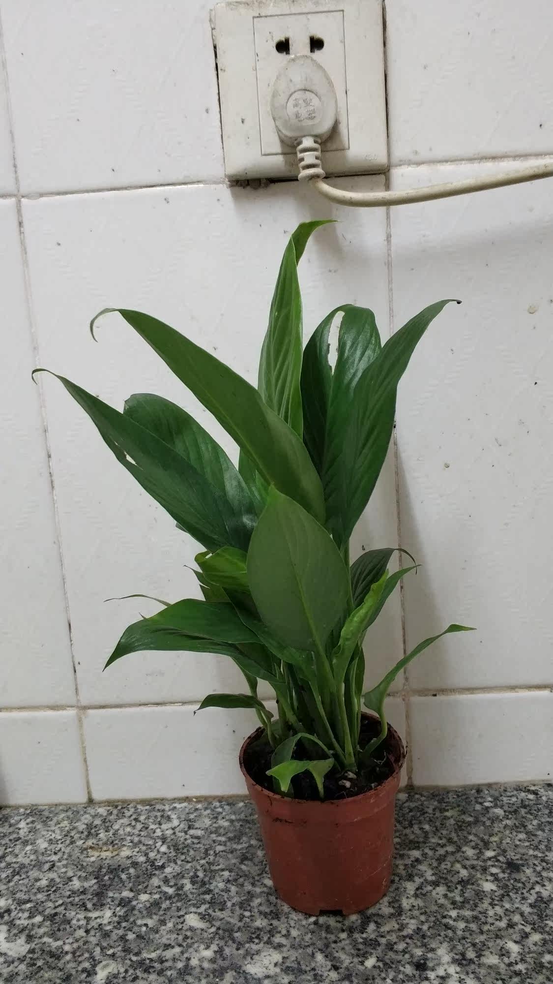 水培白掌盆栽一帆风顺室内花植物办公室红掌水养净化空气花卉四季