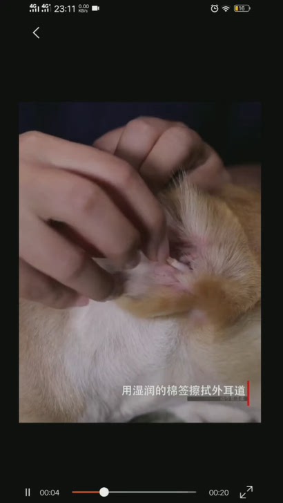 新宠之康伊耳康宠物猫咪狗狗猫猫洗耳液