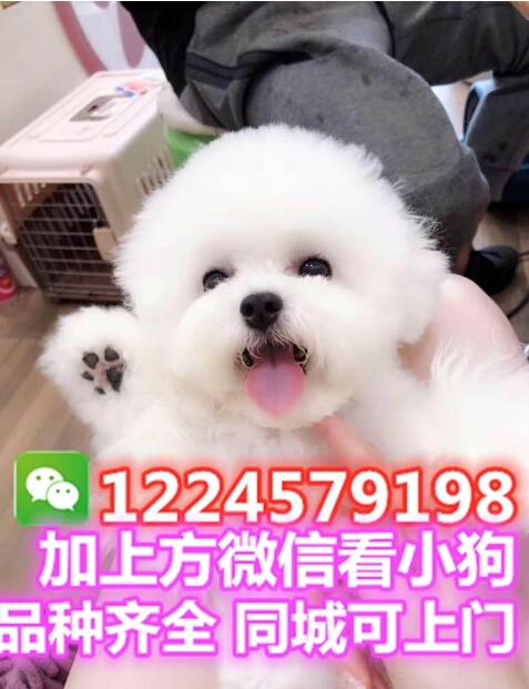 比熊比熊幼犬俊介泰迪博美雪纳瑞约克夏金毛法斗柯基吉娃娃