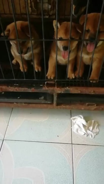 批发自家繁殖柴犬幼犬，1300起