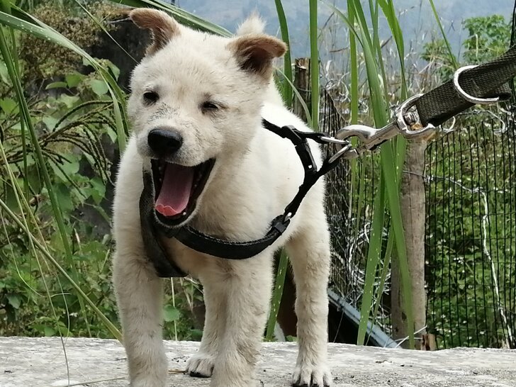 广西土猎,一图一狗,出售,外地运费自理
