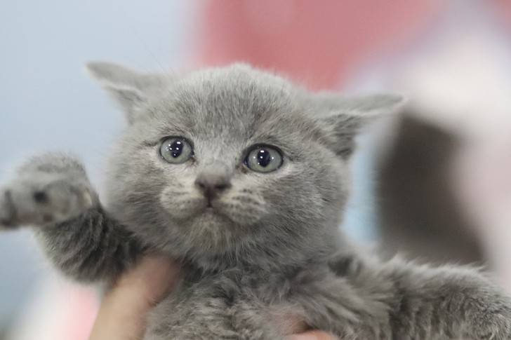 自家繁育品种猫英短美短蓝猫蓝白布偶幼崽