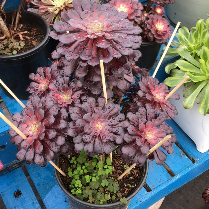 清棚促销云南法师锦黑铜中1013多肉植物