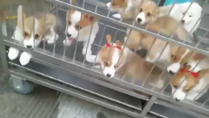 柯基幼犬